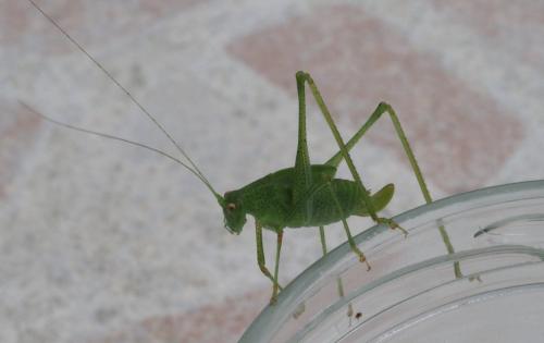 Réf. 264 433 : Phaneroptera sp.